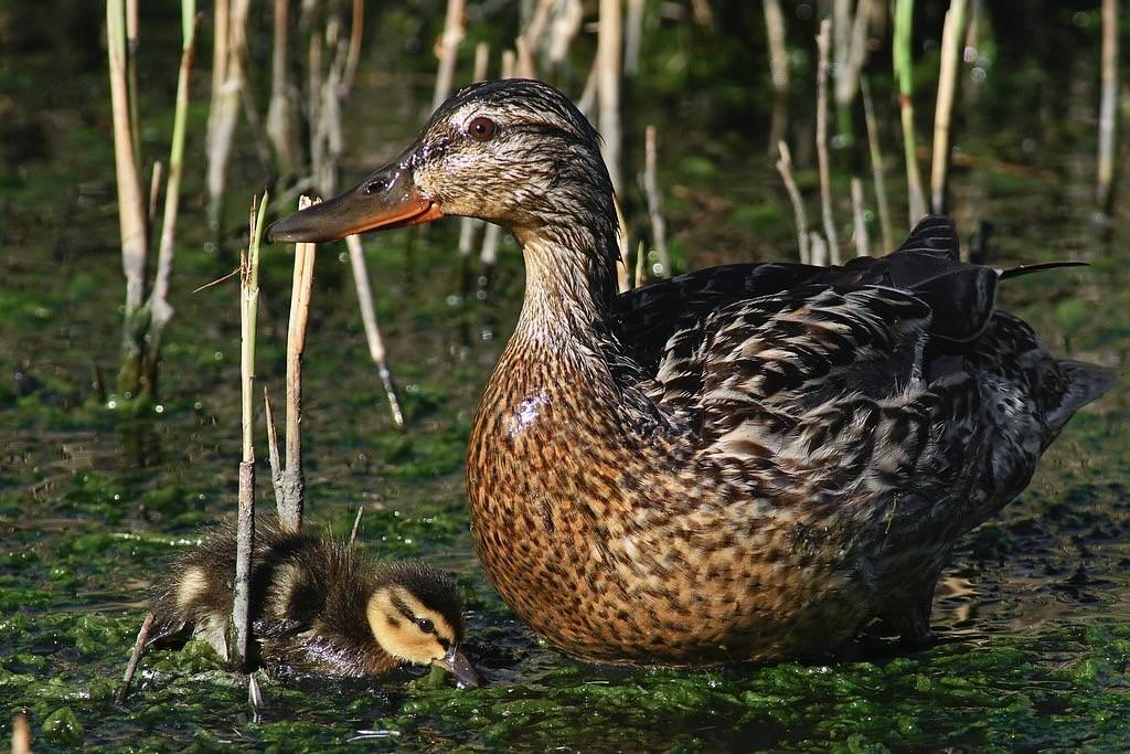 Northern shoveler with duckling 2014-06-15_02 by Jan Thomas Landgren is licensed under CC BY-NC-ND.